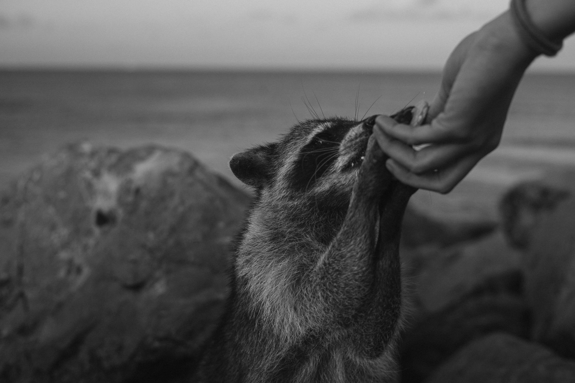 Miami Raccoon Island Wildlife Boat Tour with Photos